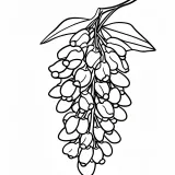 藤の花の塗り絵（高齢者向け・簡単）
