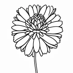 なでしこの花の塗り絵