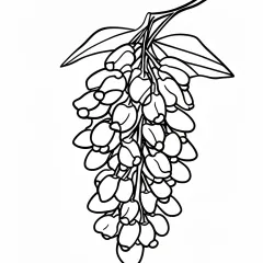 藤の花の塗り絵（高齢者向け・簡単）