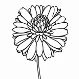 なでしこの花の塗り絵
