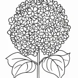 あじさいの塗り絵（簡単）